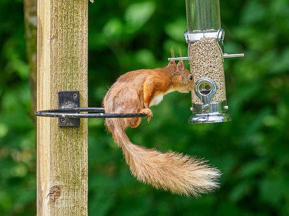 Red Squirrel (Sciurus vulgaris)
