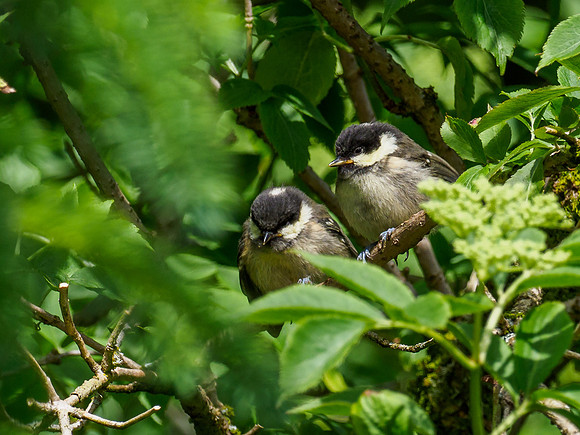 20210614-Badger-EM124465