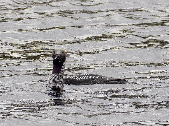 Black-throated Diver (Gavia arctica)