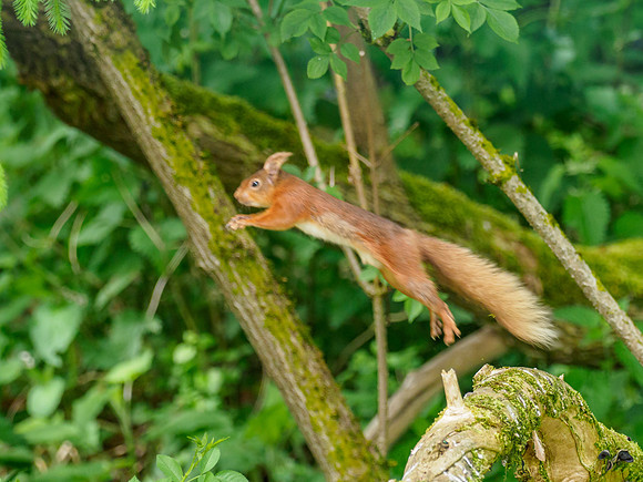 Red Squirrel (Sciurus vulgaris)