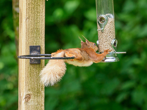 Red Squirrel (Sciurus vulgaris)