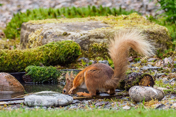 20210621-Squirrel-EM125070