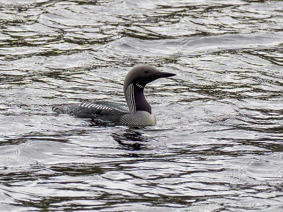 Black-throated Diver (Gavia arctica)