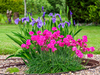 Garden Colour