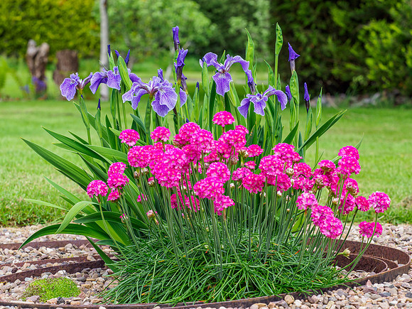 Garden Colour