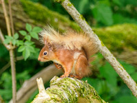 Red Squirrel (Sciurus vulgaris)