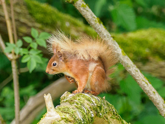 Red Squirrel (Sciurus vulgaris)