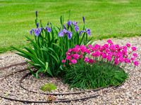 Garden Colour