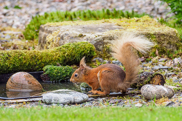 20210621-Squirrel-EM125075