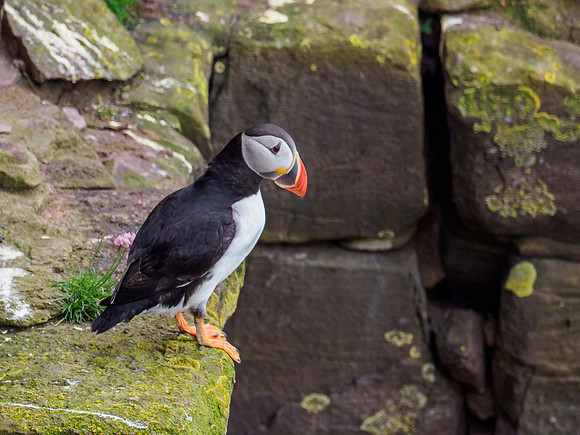 Arctic Puffin (Fratercula arctica)