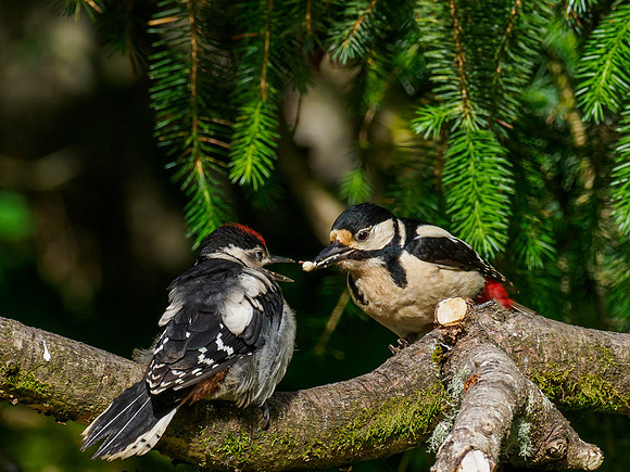 20210613-Garden Birds-EM124081