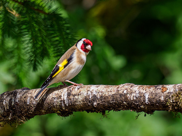 20210612-Garden Birds-EM123955