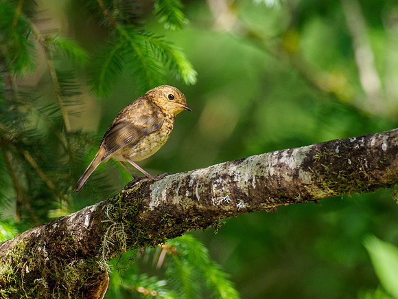 20210612-Garden Birds-EM123938