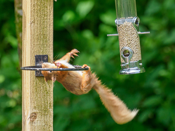 Red Squirrel (Sciurus vulgaris)