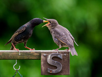 S is for Starling