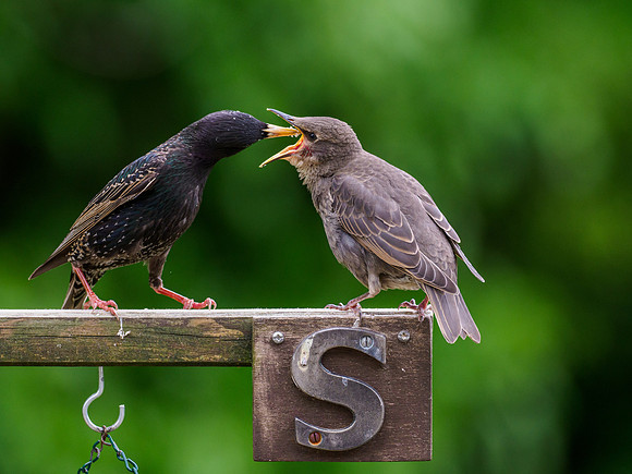 S is for Starling