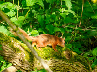 Red Squirrel (Sciurus vulgaris)