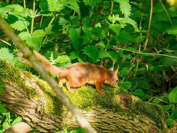 Red Squirrel (Sciurus vulgaris)