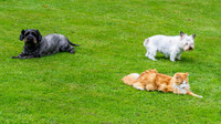 Pets in the Garden