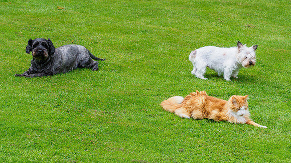 Pets in the Garden