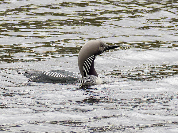Black-throated Diver (Gavia arctica)