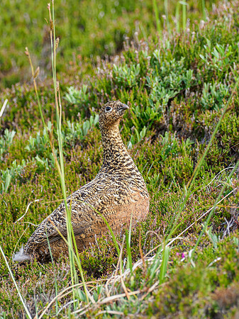 20210626-Handa Island-EM125425