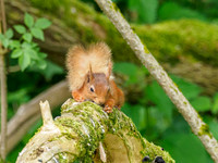 Red Squirrel (Sciurus vulgaris)