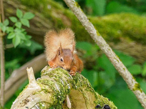 Red Squirrel (Sciurus vulgaris)