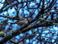 Coal Tit
