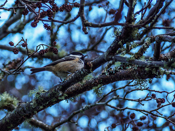 Coal Tit