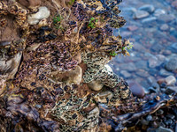 Turkey Tail Fungi