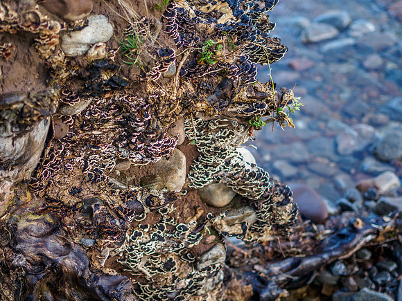 Turkey Tail Fungi