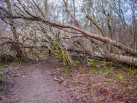 Storm Damage 1