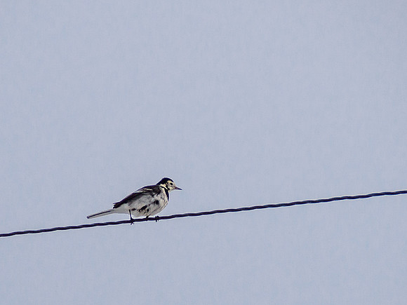 Bird on a Wire 1