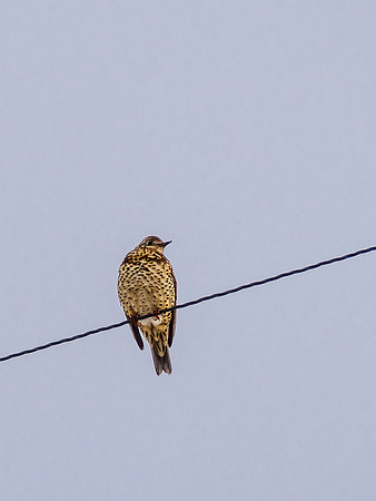 Bird on a Wire 2