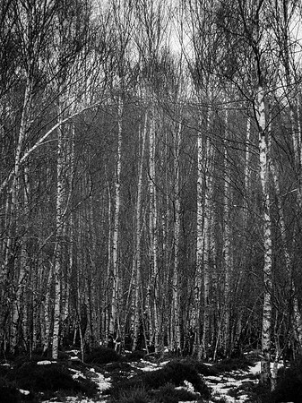 Silver Birch Woodland 2