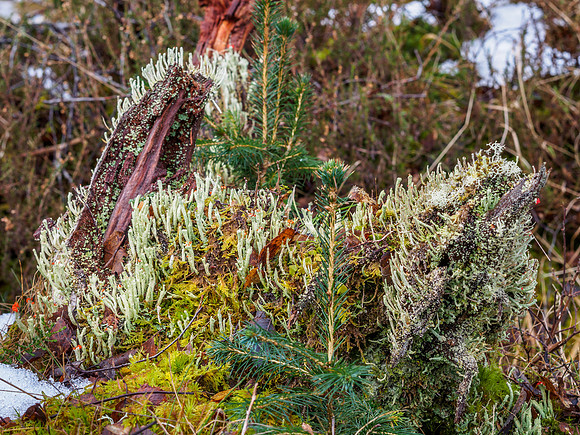 Cladonia pyxidata