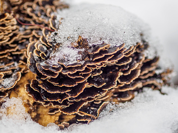 Turkey Tail in the Snow 1