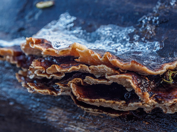 Turkey Tail in the Snow 2