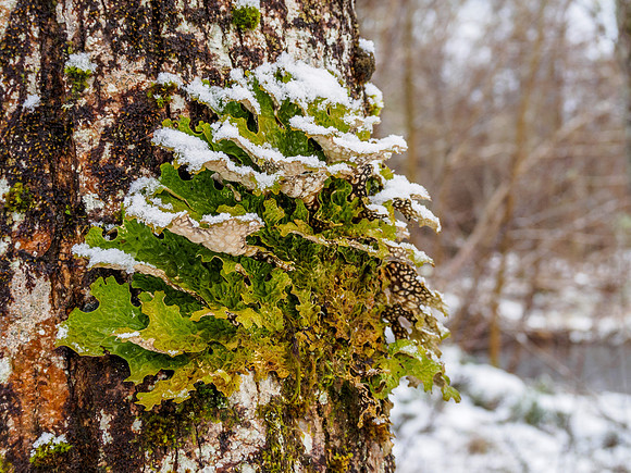 Snow Covered Lichen