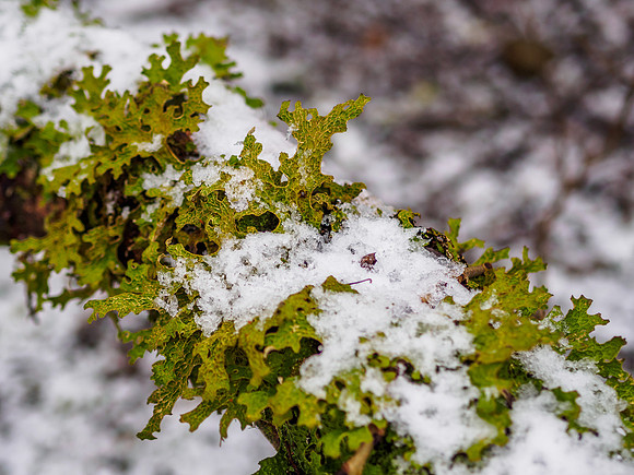 Lobaria pulmonaria in the Snow