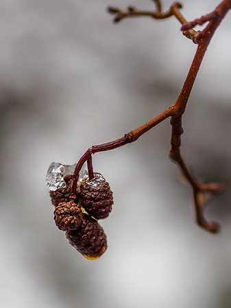 Icy Alder
