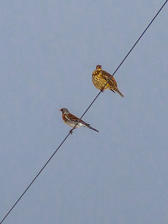 Birds on a Wire