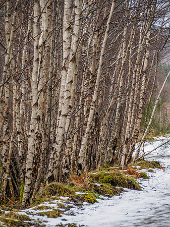 Silver Birch Woodland 1