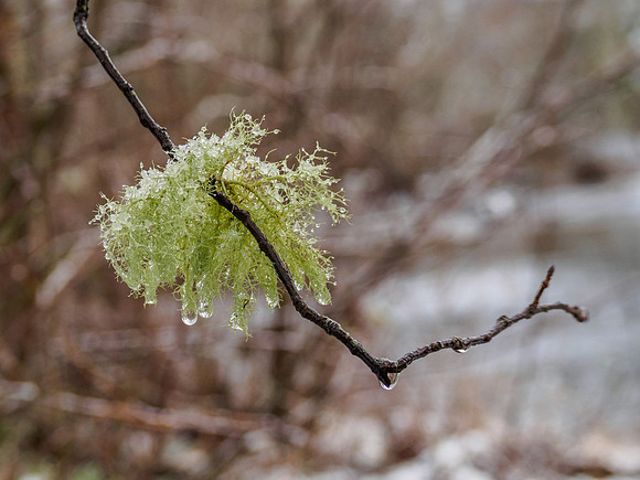 Frozen Lichen