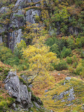 Rock Tree