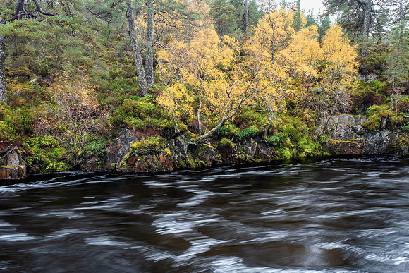 Colourful Birch Trees