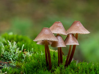 20201014-Fungi-EM122387-Edit