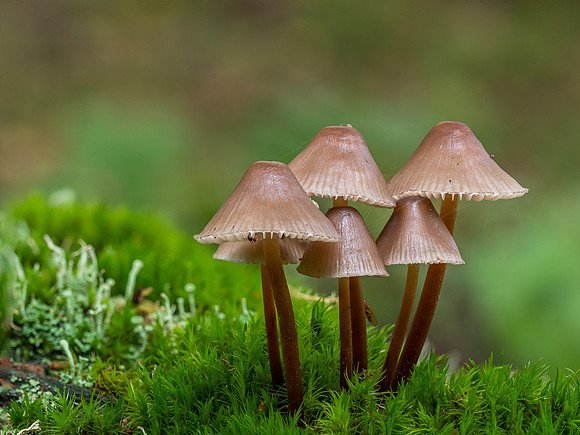 20201014-Fungi-EM122387-Edit