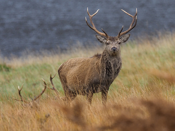 Red Deer Stag